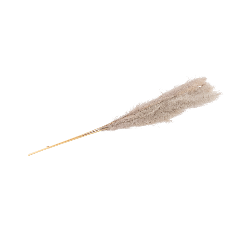 PAMPAS Grasstängel Grau H 110 cm