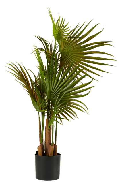 ARECA Palmera verde A 79 cm - Ø 46 cm