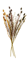 PLANTAGO Rama de hierba marrón, amarillo, verde L 60 cm