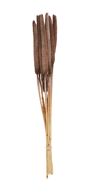 BABALA Canna palustre set di 10 4 colori marrone, rosa, naturale, ocra L 70 cm