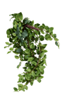FITTONIA Guirlande feuilles vert Long. 54 cm
