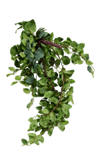 FITTONIA Grinalda de folhas verde L 54 cm