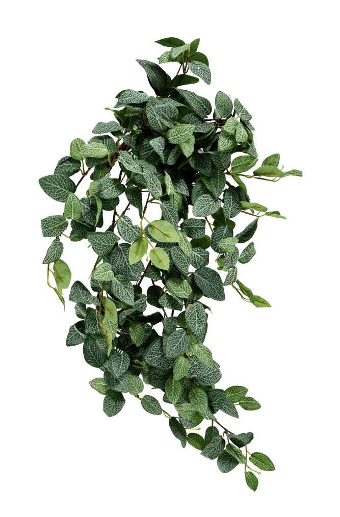 FITTONIA Guirnalda de hojas verde L 54 cm
