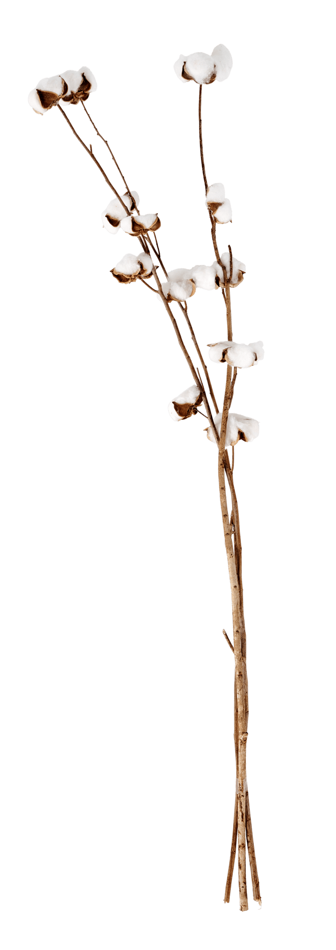 COTTON Branche de coton set de 3 blanc Long. 70 cm | CASA