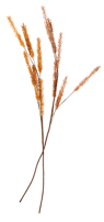 BROWN Grasstengel 2 kleuren bruin, lichtbruin L 87 cm