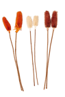 DIPSACUS Kaardenbol set van 2 3 kleuren wit, bruin, oranje L 40 cm