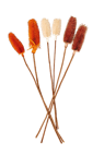 DIPSACUS Kaardenbol set van 2 3 kleuren wit, bruin, oranje L 40 cm
