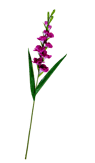 GLADIUS Gladiool 3 kleuren paars, roze, lichtpaars L 93 cm