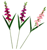 GLADIUS Gladiool 3 kleuren paars, roze, lichtpaars L 93 cm