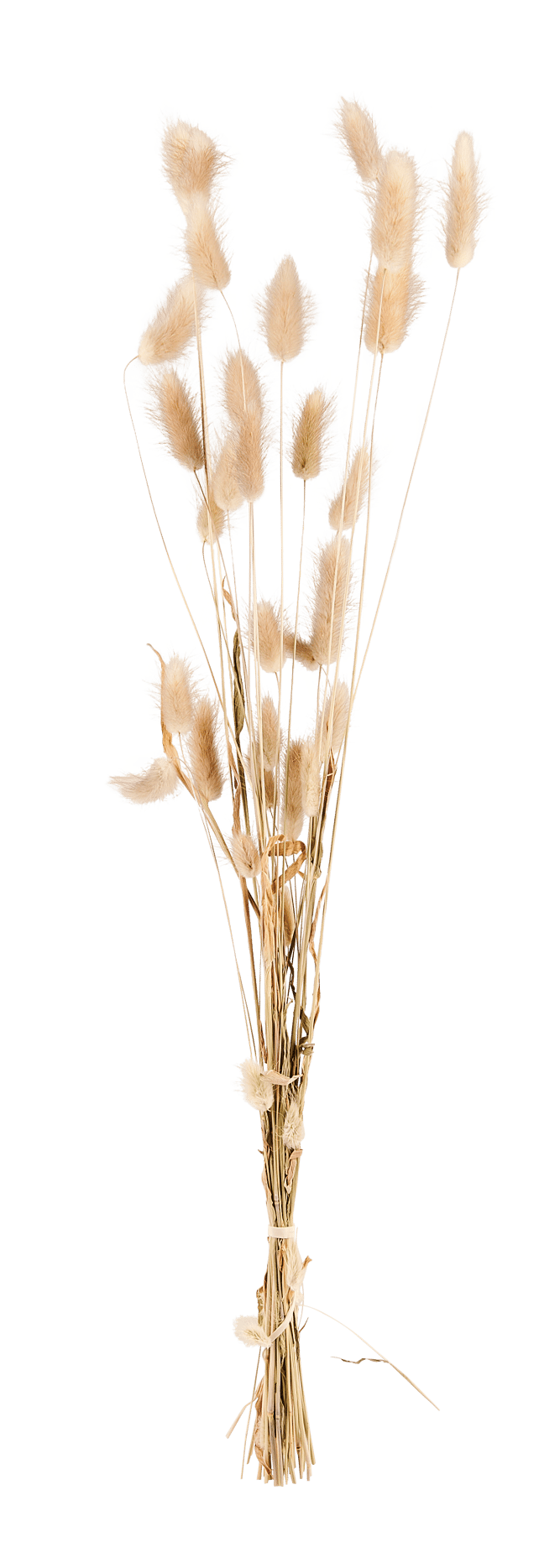 LAGURUS Lagurus natural L 60 cm