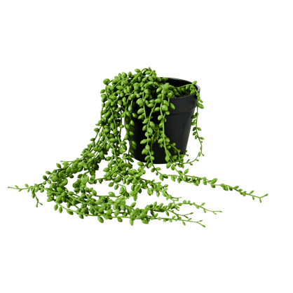 SENECIO Planta verde H 53,4 cm - Ø 15,3 cm