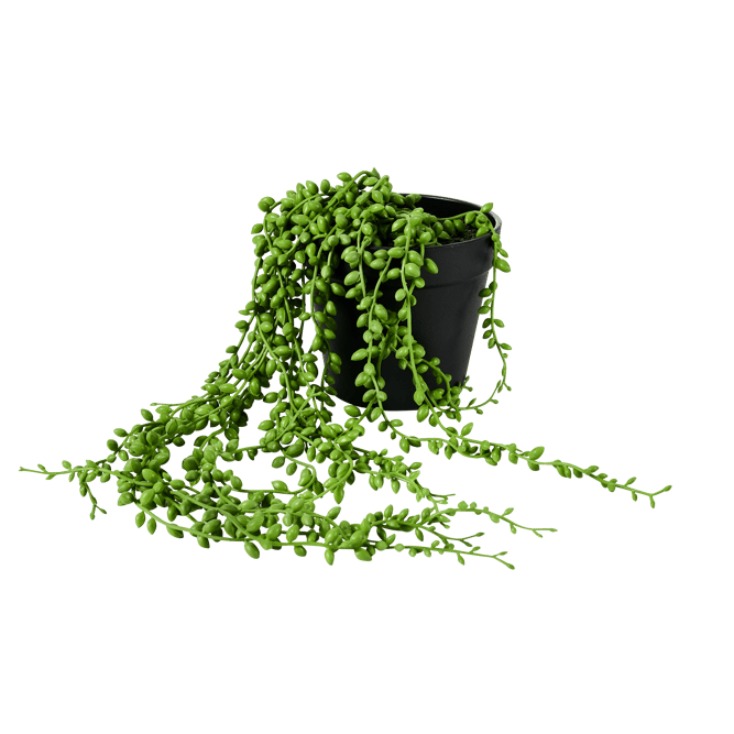SENECIO Erwtenplant groen H 53,4 cm - Ø 15,3 cm
