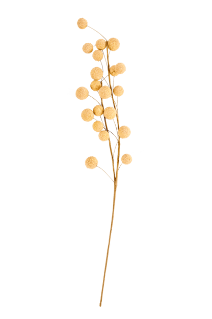 TRIFOLIUM Tige de fleurs jaune Long. 73 cm