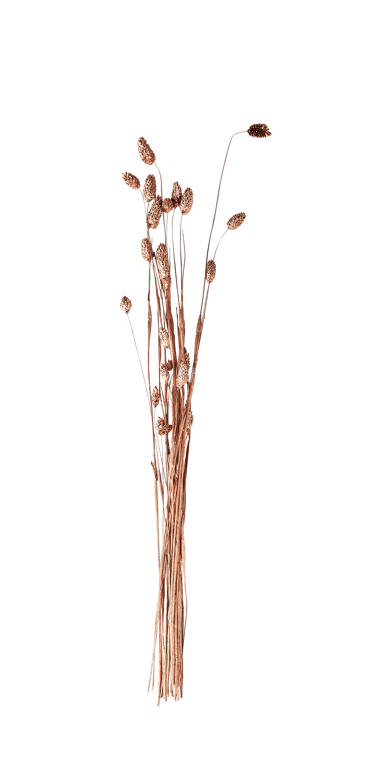 PHALARIS Hierba ornamental cobrizo L 58 cm