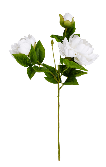 PEONY Pivoine blanc Long. 55 cm