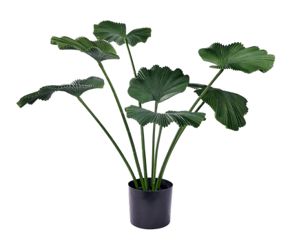 LOTUS Plante vert H 103 x P 83 cm