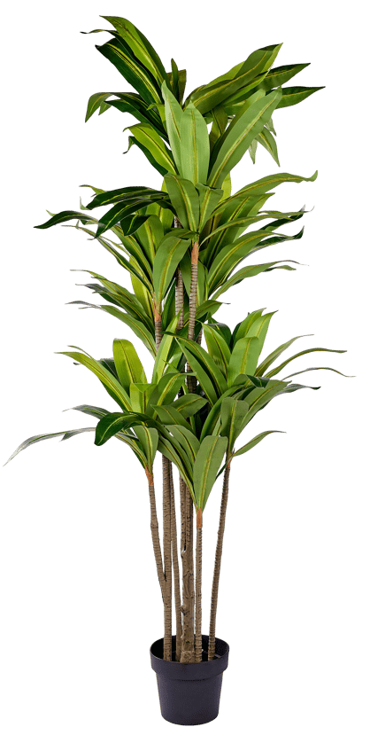 BRAZI Plante vert H 195 x Larg. 20 cm