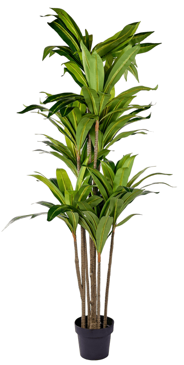 BRAZI Plant groen H 195 x B 20 cm